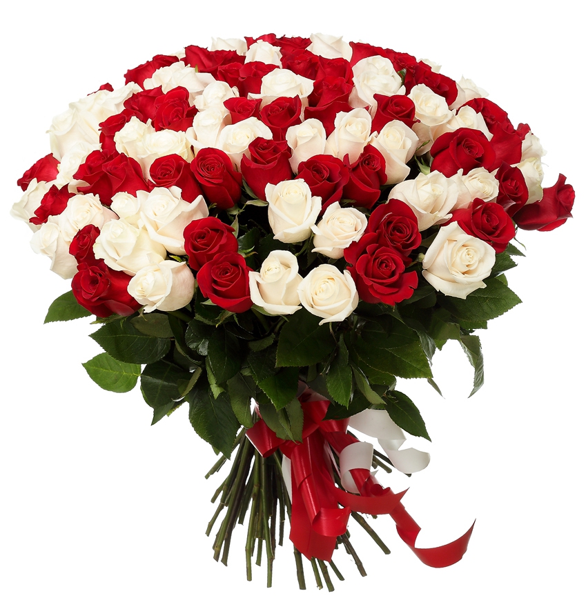 картинка 101 красная и белая роза от магазина Цветов