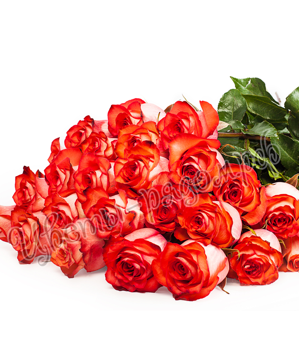 картинка 25 роз эквадор №19 от магазина Цветов