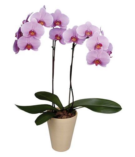 картинка Орхидея №3 от магазина Цветов