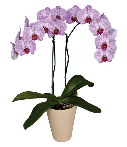 картинка Орхидея №1 от магазина Цветов
