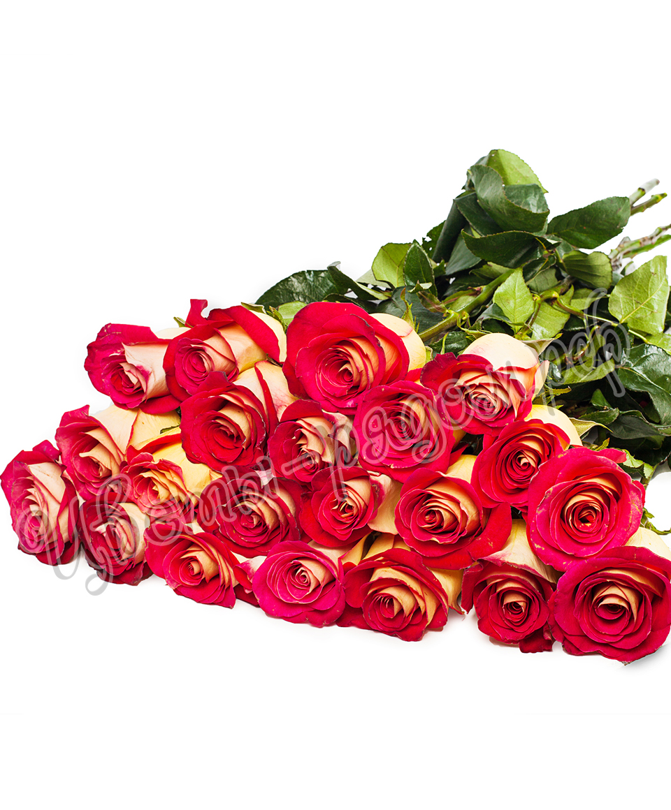 картинка 25 роз эквадор №14 от магазина Цветов