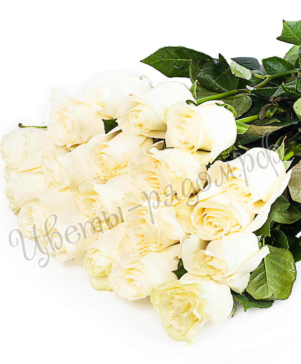 картинка 25 роз эквадор №21 от магазина Цветов