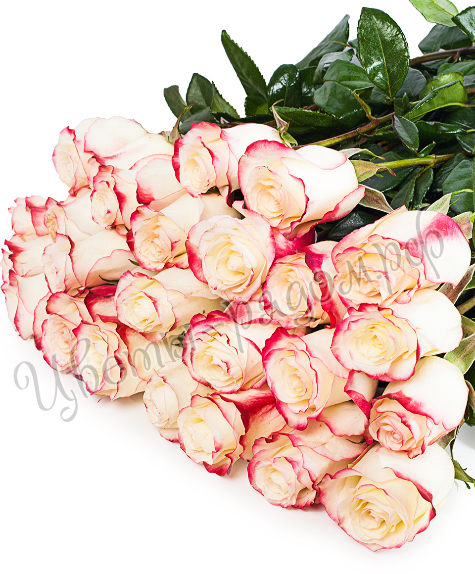 картинка 25 роз эквадор  №2 от магазина Цветов