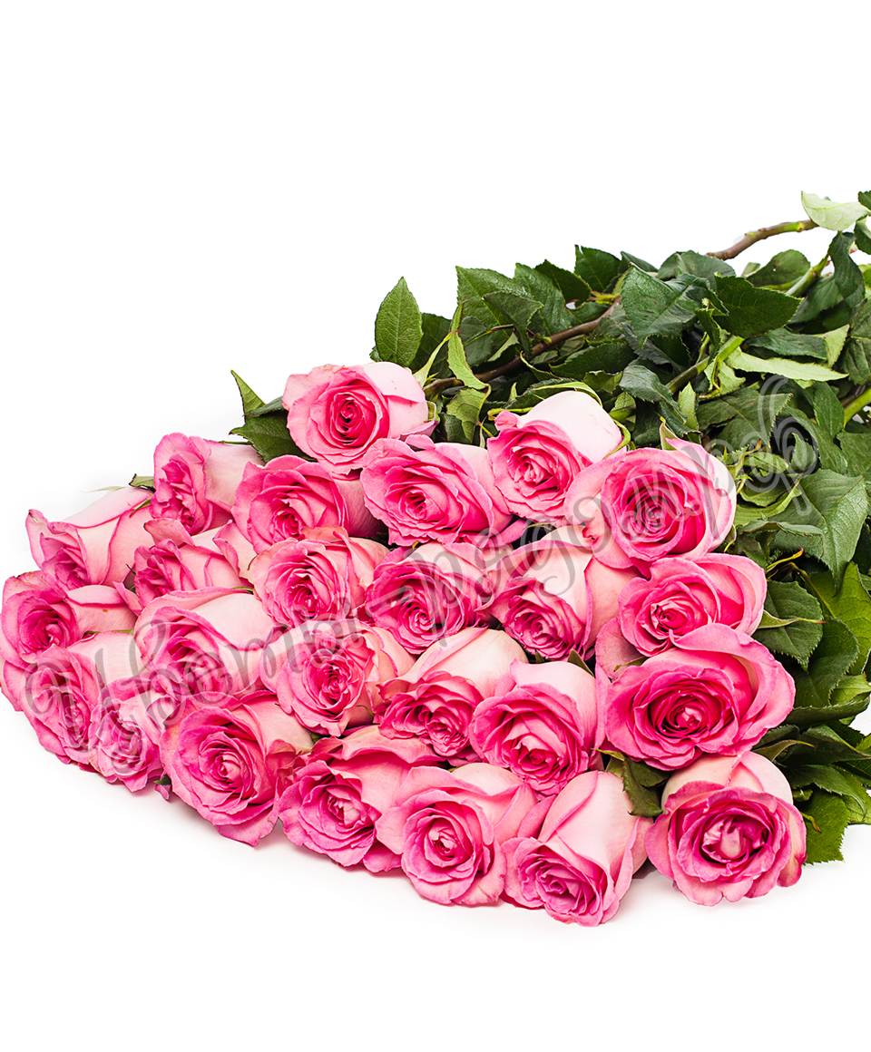 картинка 25 роз эквадор №6 от магазина Цветов