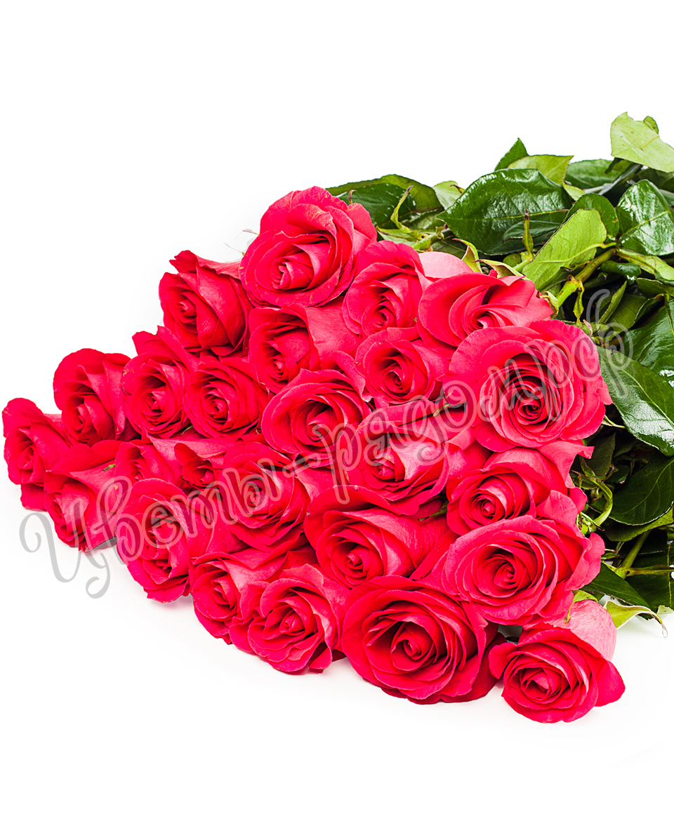 картинка 25 роз эквадор №4 от магазина Цветов