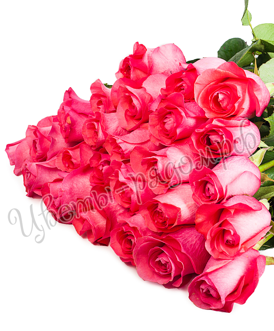 картинка 25 роз эквадор №8 от магазина Цветов