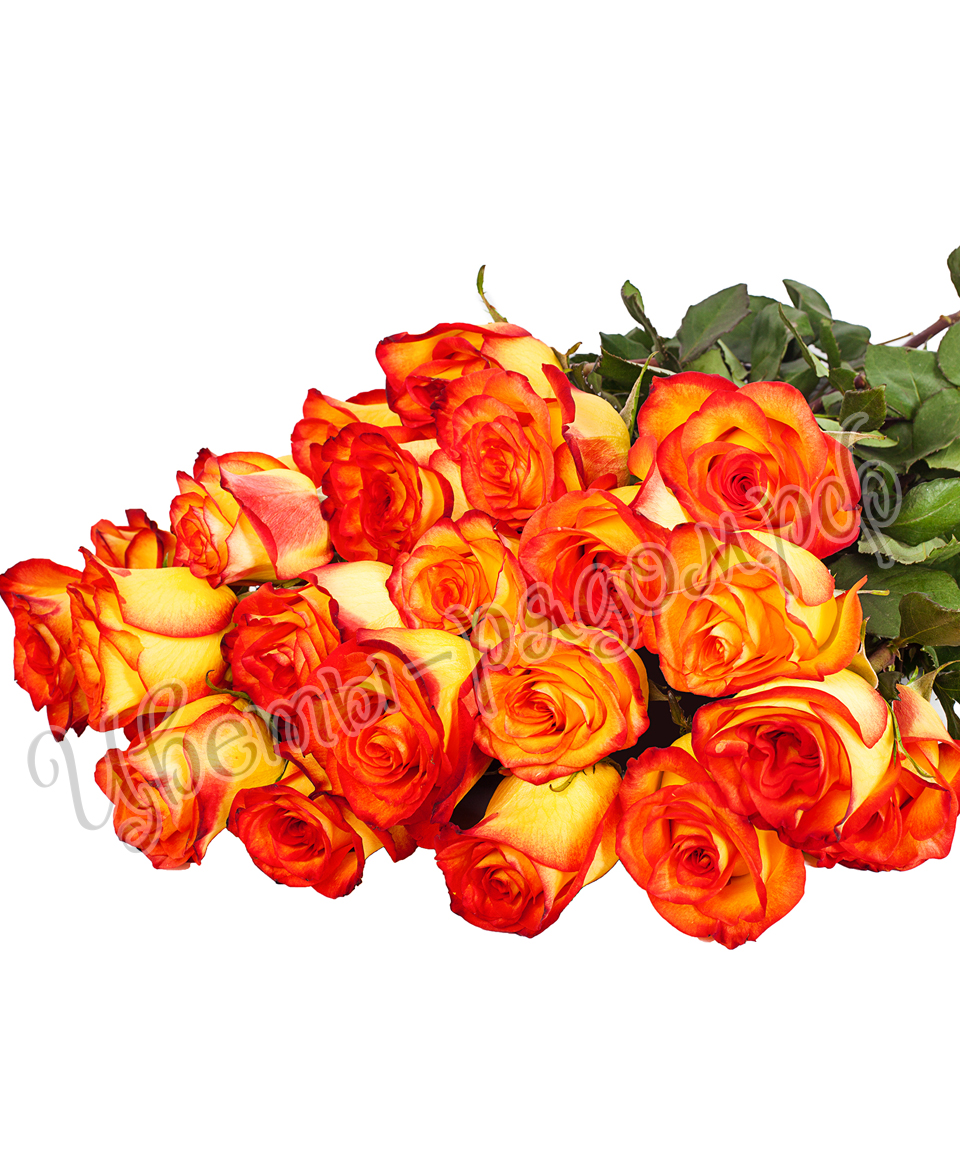 картинка 25 роз эквадор №5 от магазина Цветов