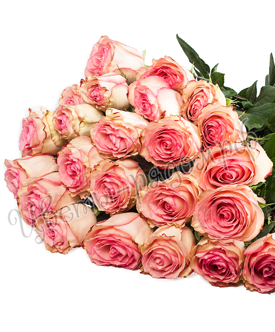 картинка 25 роз эквадор №17 от магазина Цветов