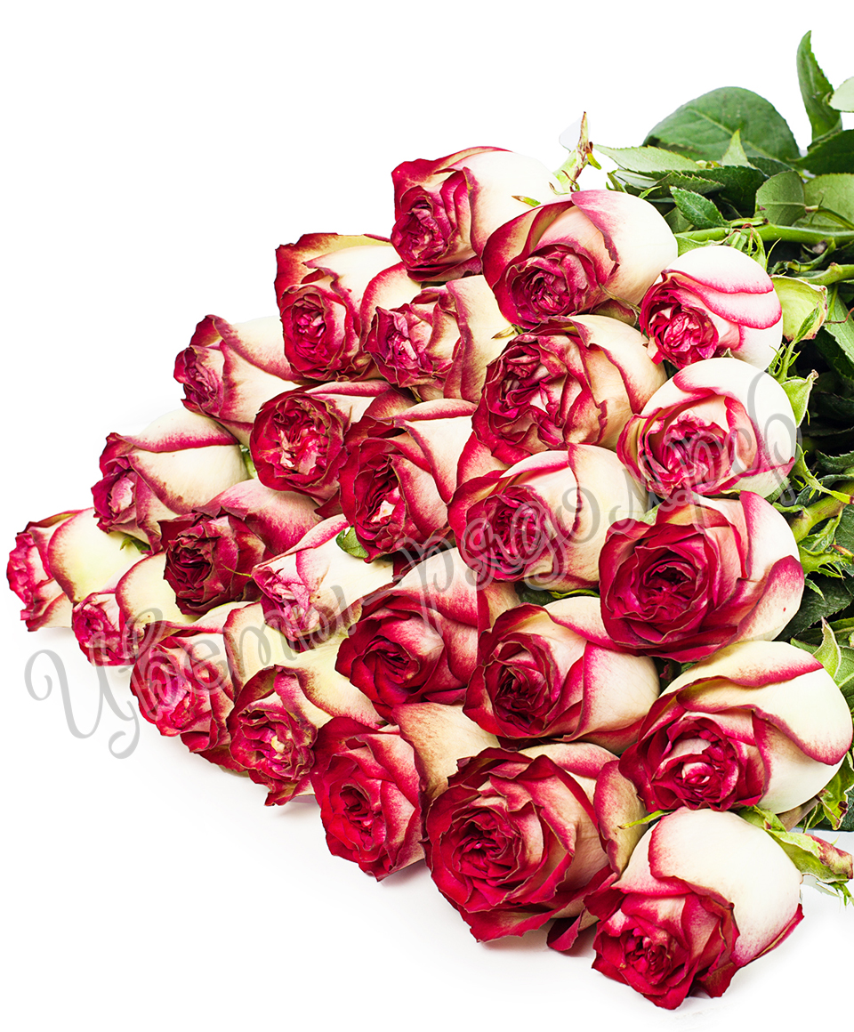 картинка 25 роз эквадор №22 от магазина Цветов