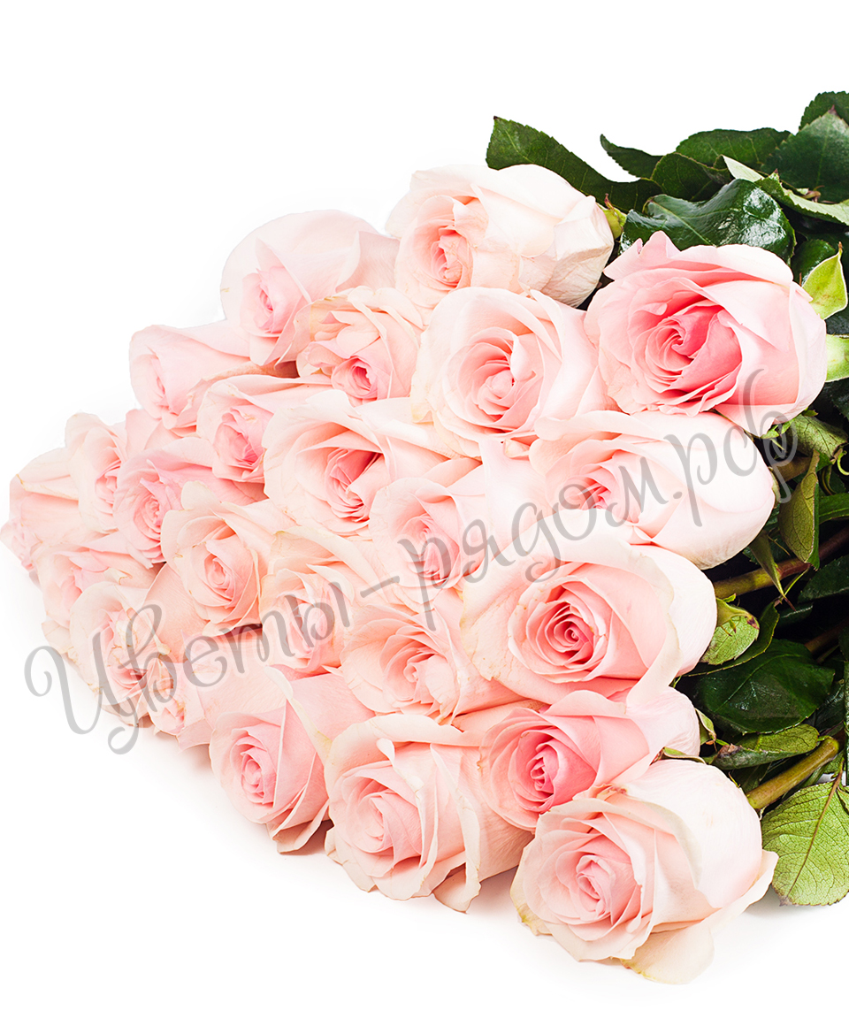 картинка 25 роз эквадор №7 от магазина Цветов