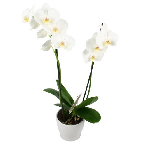 картинка Орхидея №2 от магазина Цветов