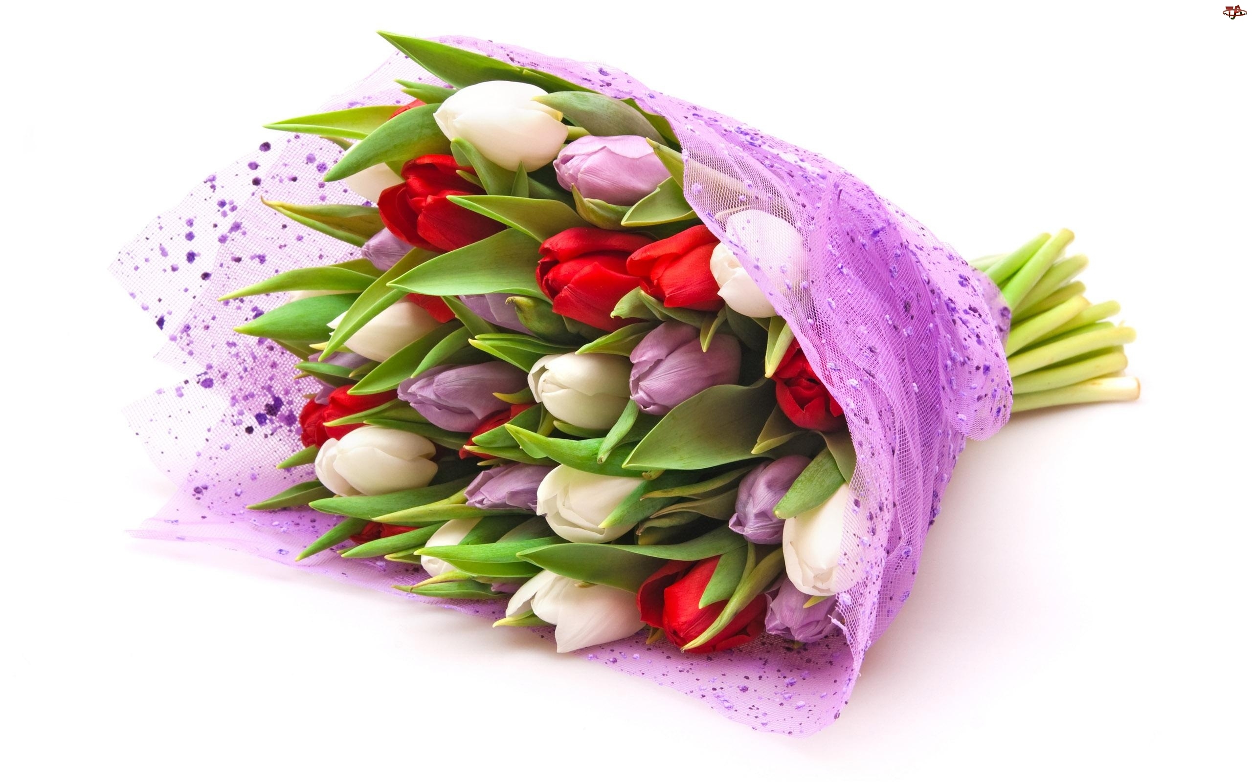 картинка 25 тюльпанов микс №4 от магазина Цветов