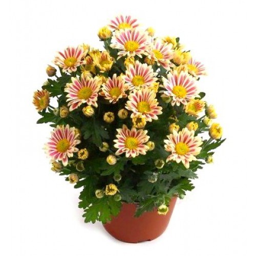 картинка Хризантема кустовая №5 от магазина Цветов