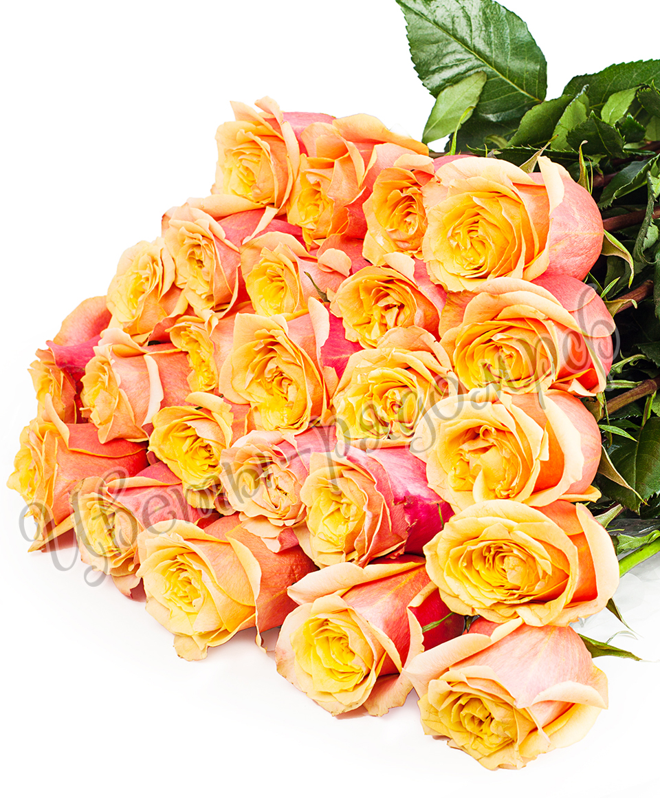 картинка 25 роз эквадор №10 от магазина Цветов