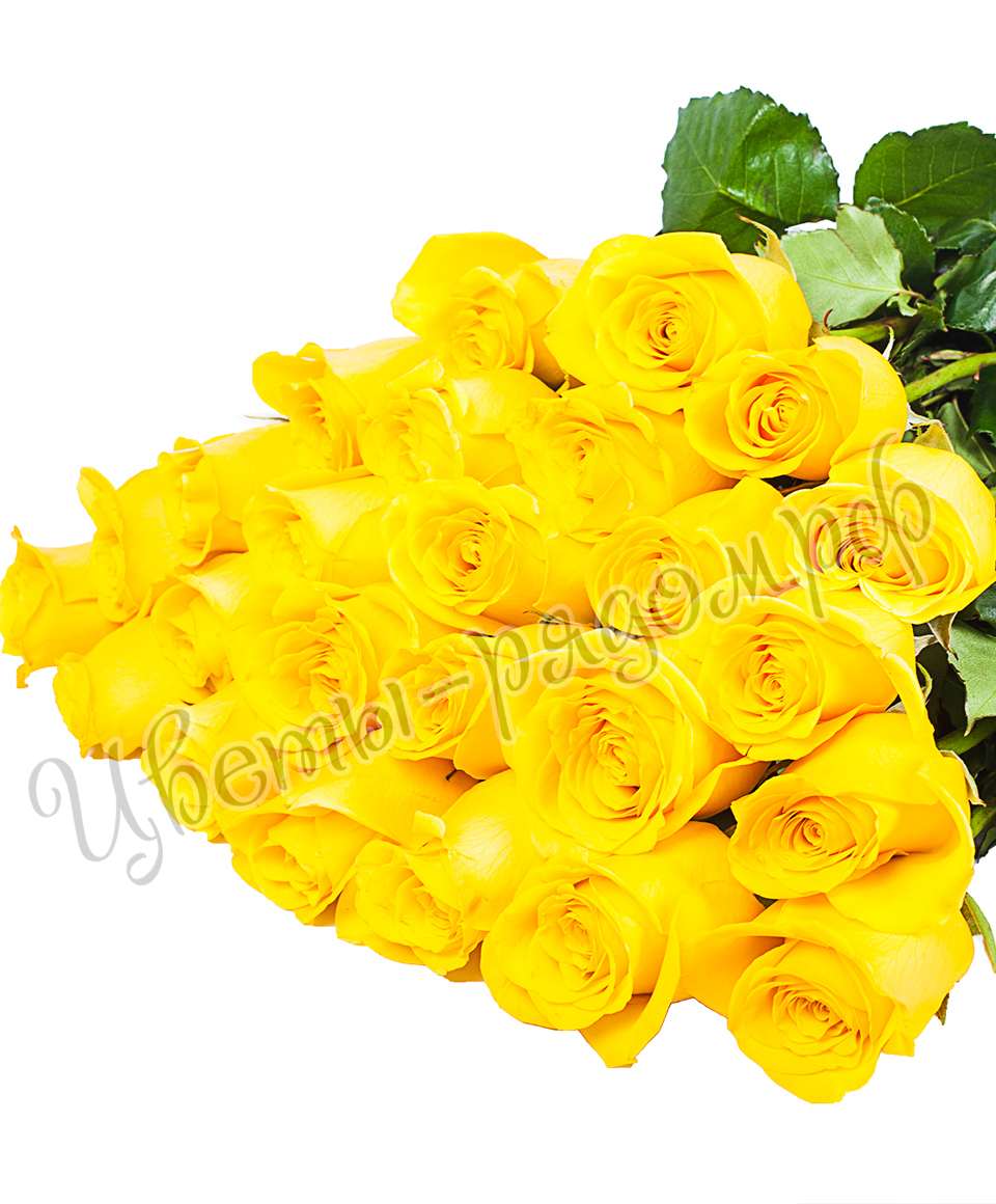 картинка 25 роз эквадор №20 от магазина Цветов