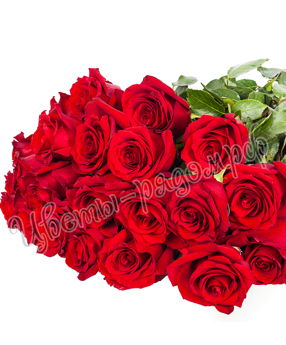 картинка 25 роз эквадор №3 от магазина Цветов